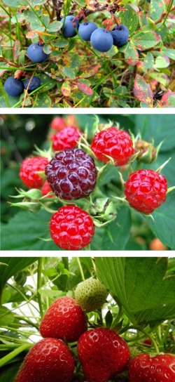 Bilberry, raspberry, strawberry